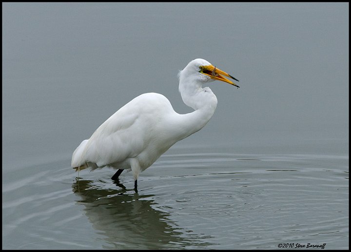 _0SB6453 great egret.jpg